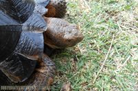 Gopherus berlandieri - Natural History, Care, and Photo Gallery