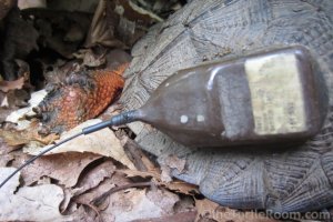 Adult Glyptemys insculpta (North American Wood Turtle) with transmitter