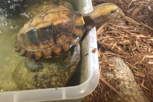 Adult Cuora mouhotii obsti (Southern Keeled Box Turtle)