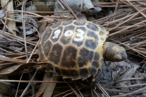 Hatchling Indotestudo forstenii (Forsten's Tortoise)