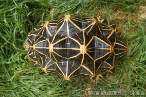 Adult Geochelone elegans, Sri Lanka variant (Sri Lankan Star Tortoise)