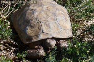 Adult Gopherus agassizii (Mojave Desert Tortoise)