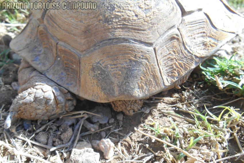 Adult Gopherus agassizii (Mojave Desert Tortoise)