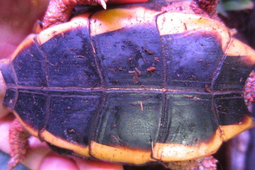 Adult Geoemyda spengleri (Vietnamese Black-Breasted Leaf Turtle)