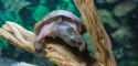 Adult Male Sacalia quadriocellata (Four-Eyed Turtle)