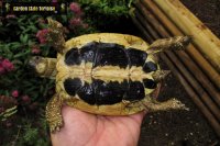 Testudo hermanni hermanni - Natural History, Care, and Phot...