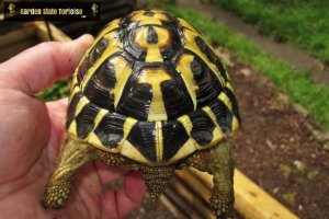 Adult Testudo hermanni hermanni (Western Hermann's Tortoise) - Chris Leone