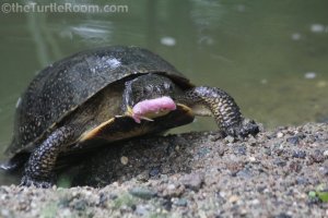 Adult Emydoidea blandingii (Blanding's Turtle) - Garden State Tortoise