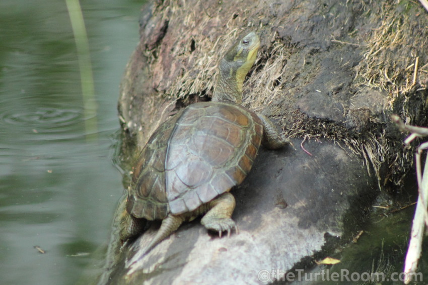Adult Mauremys mutica mutica (Yellow Pond Turtle)