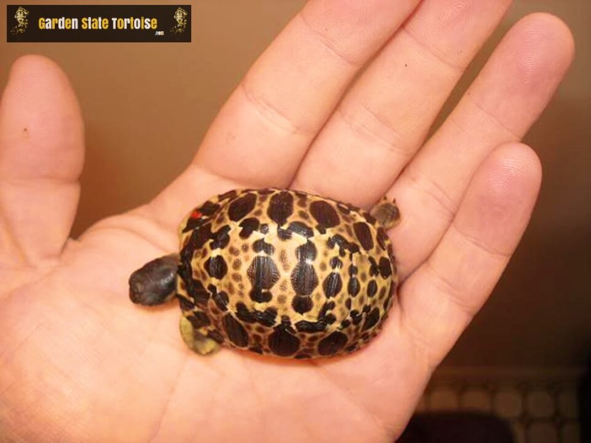Hatchling Astrochelys radiata (Radiated Tortoise) - Neonate Astrochelys radiata are not as richly colored as the adults they will once become. So tiny, they fit comfortably in the palm of a human hand.