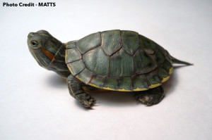 Hatchling Red-Eared Slider with shell rot and an injured foot. Photo Credit MATTS