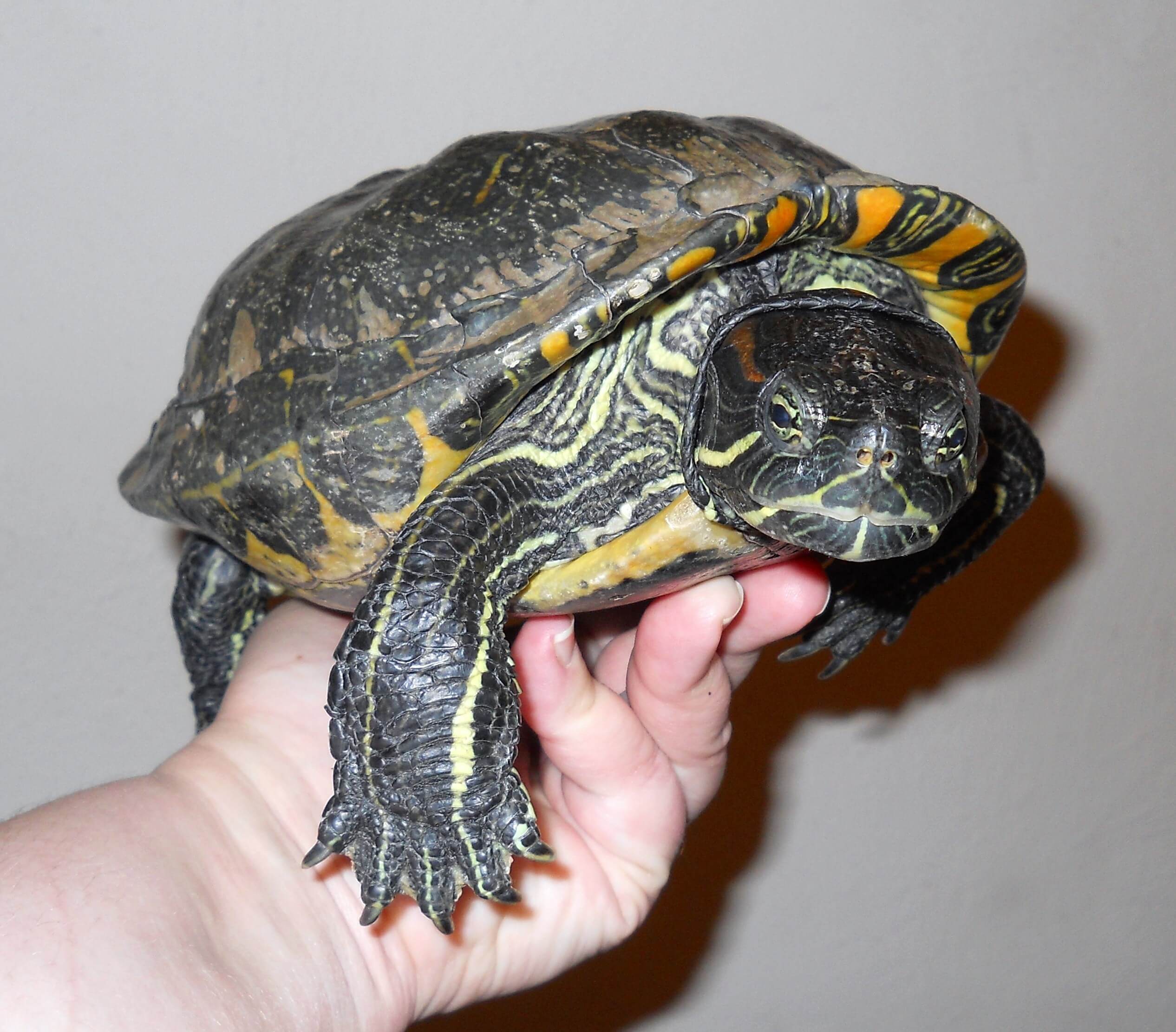 How Pet Turtles Became Popular theTurtleRoom
