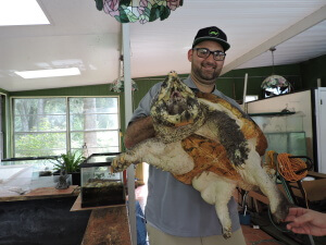 Anthony holding a very large Macrochelys temminckii (Alligator Snapping Turtle)