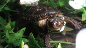 Juvenile Emydoidea blandingii (Blanding's Turtle)