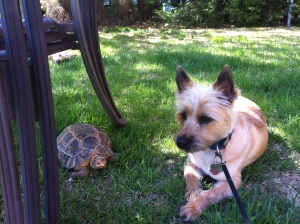 Molly, the Indotestudo forstenii, with Gus, the Carin Terrier