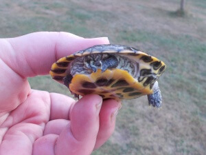 Pepper, a Trachemys scripta elegans (Red-Eared Slider) with extra scutes, a nipped tail, and a missing foot.