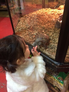 Anthony's daughter checking out a Russian Tortoise