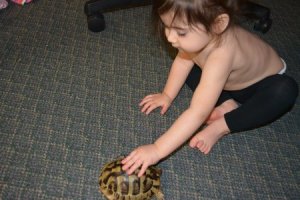 Anthony's daughter spending quality time with one of his Testudo hermanni hermanni (Eastern Hermann's Tortoise)