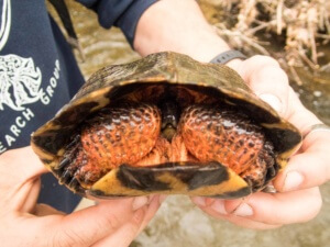 Adult Male Glyptemys insculpta (Wood Turtle), Lebanon County, PA