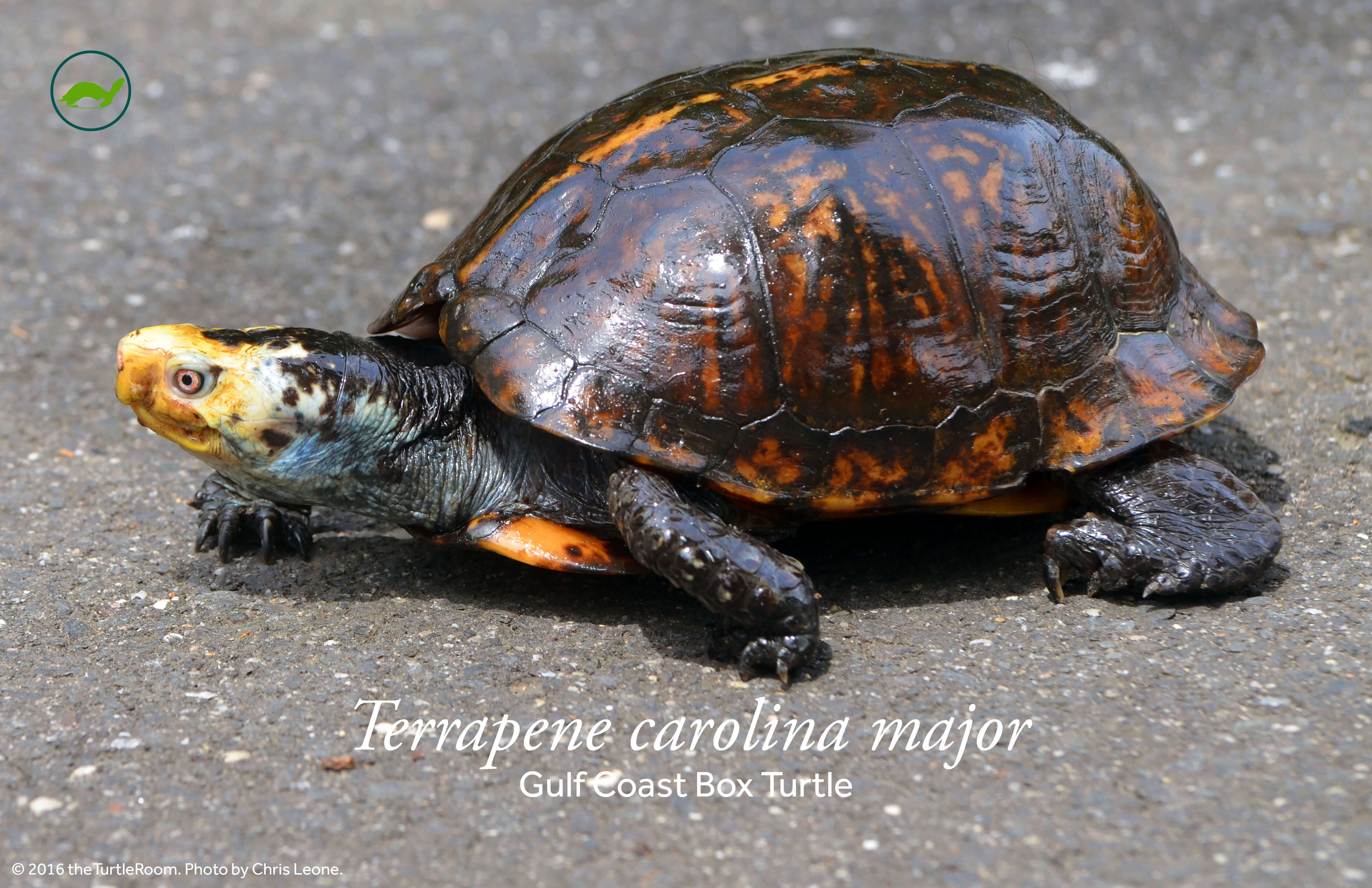 Terrapene carolina major (Gulf Coast Box Turtle