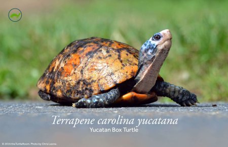 Terrapene carolina yucatana (Yucatan Box Turtle) Poster