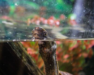 Adult male Four-Eyed Turtle up for air
