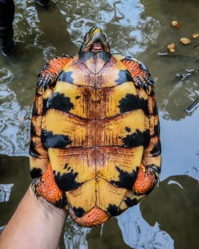 Plastron of an adult male wood turtles