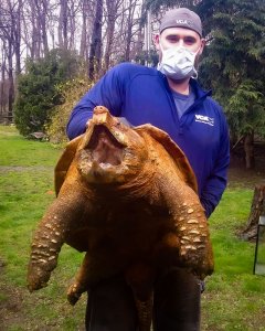 Anthony wearing mask and holding snapping turtle.