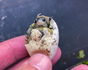 Hatchling Coahuilan Box Turtle, hatched at theTurtleRoom by Chris Leone
